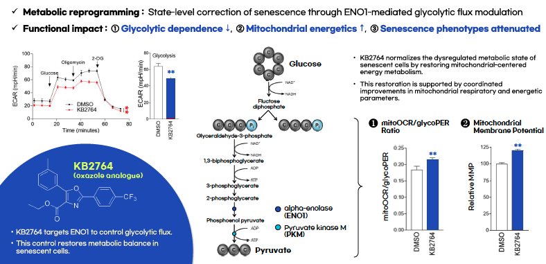 An ENO1-Targeting Oxazole Analogue Platform for Metabolic Rebalancing and Anti-Aging Applications.