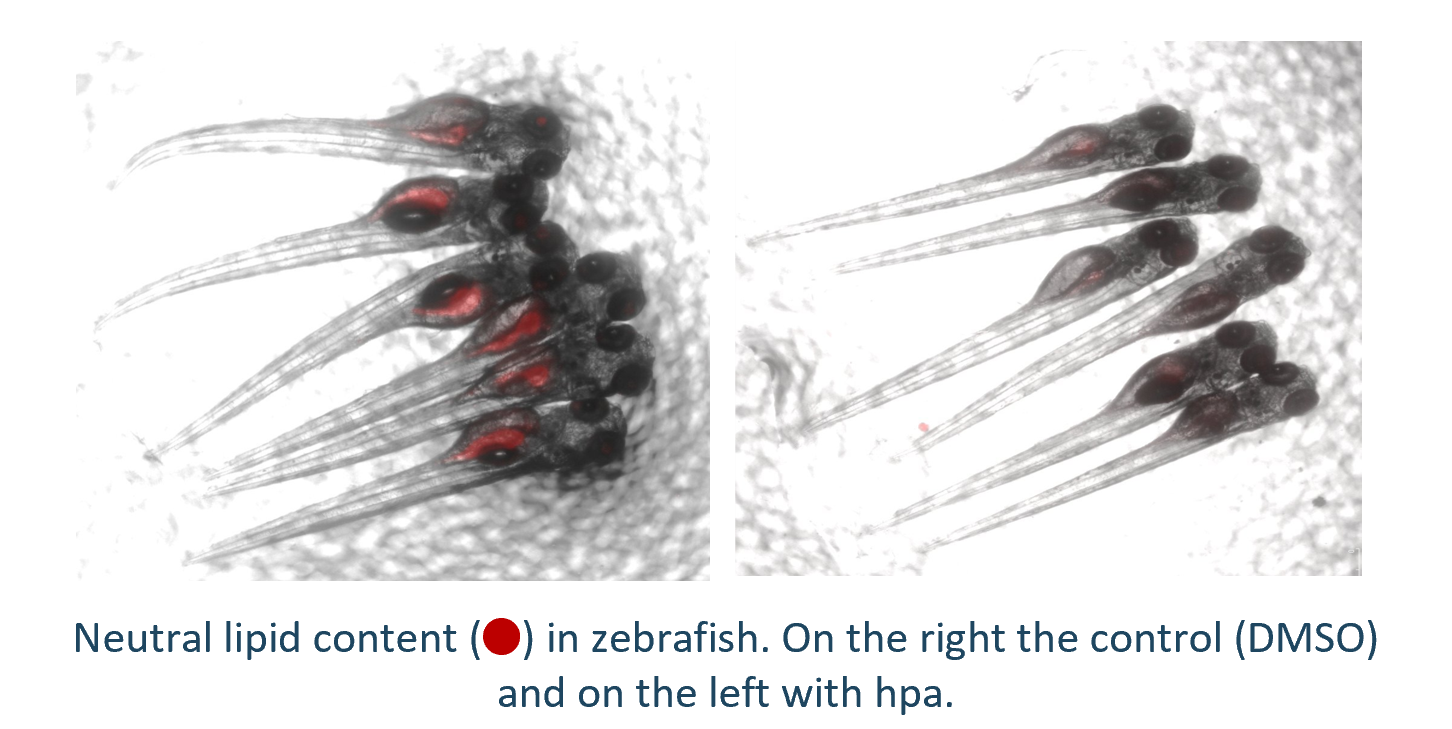 Hydroxypheophorbide compounds as lipid-reducing agents
