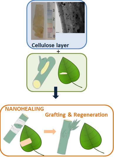 Effective method for plant wound healing