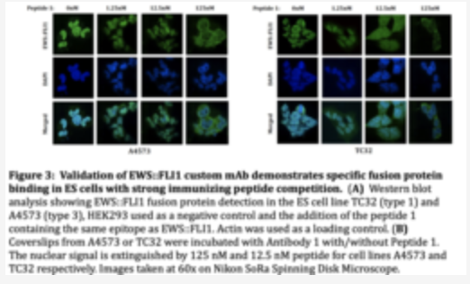 Custom FLI I Monoclonal Antibody