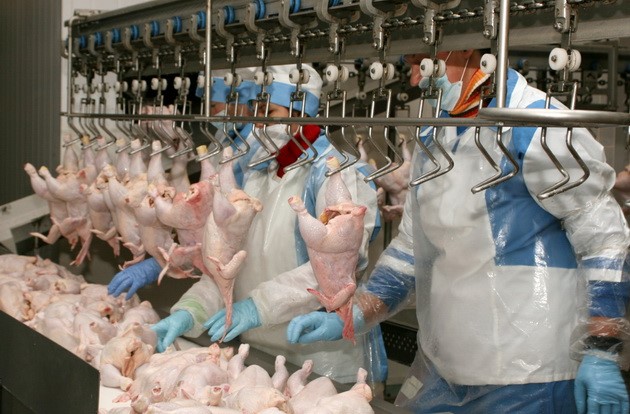 Seeking the technology to produce alternative products from poultry meat processing waste