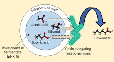 Silicone pertraction-based chain elongation bioprocess to synthesize middle-chain carboxylic acids