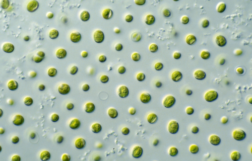 Seeking natural antioxidants coming from microalgae to replace BHT in cosmetics and in  personal care products
