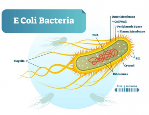 Escherichia coli Cultivation-Microbialtec Research