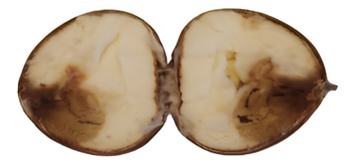 ANTIFUNGAL AGENTS TO COMBAT THE CHESTNUT BROWN ROT FUNGUS